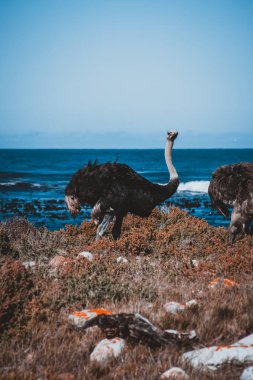 Okyanus kenarındaki devekuşlarının bu büyüleyici görüntüsüyle Güney Afrika 'nın vahşi güzelliğini yaşayın. Egzotik vahşi yaşam ve çarpıcı kıyı manzarasının uyumunu mükemmel bir şekilde sergiliyor..