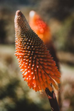 Güney Afrika 'nın florasının çarpıcı güzelliğini, doğal güzellikleri vurgulayan doğa ve makro görüntüler için mükemmel, tam çiçek açmış egzotik bir portakal çiçeğinin bu canlı yakın plan görüntüsüyle yakalayın..