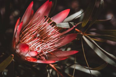 Canlı bir Protea çiçeğinin tam çiçek açmış, hassas pembe taç yapraklarını ve karmaşık ayrıntılarını gösteren yakın plan bir fotoğrafı. Doğa, botanik ve çiçek temalı stok görüntüleri için mükemmel..