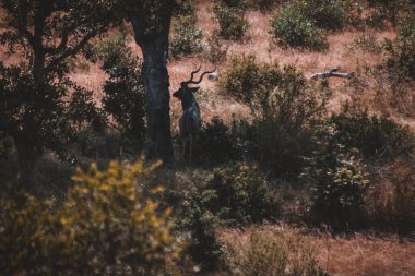 Etkileyici sarmal boynuzlarıyla bir kral balığı Kruger Ulusal Parkı 'nın benekli güneşinde duruyor Güney Afrika' da bu yakalanması zor antilobun görkemli güzelliğini gözler önüne seriyor.