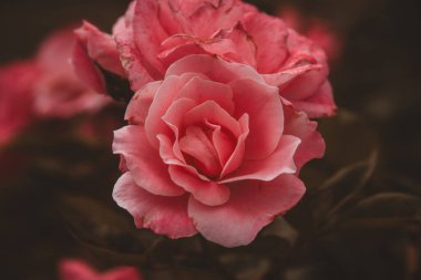 Güney Afrika 'da canlı pembe bir gülün yakın çekimi hassas taç yapraklarını ve zengin renkleri yakalar. Bu da onu romantik, doğa ve çiçek temalı stok görüntüler için mükemmel bir seçim yapar..