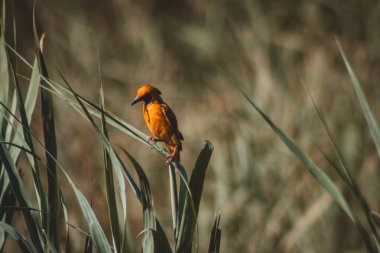 Bu canlı fotoğrafta Kruger Ulusal Parkı 'ndaki çimlerin üzerinde zarif bir şekilde tünemiş altın dokumacı bir kuş görülüyor. Kuşun çarpıcı sarı tüyleri doğal arka planla güzel bir tezat oluşturuyor ve büyüleyici bir sahne yaratıyor..