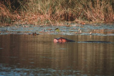 Bu sakin fotoğraf Kruger Ulusal Parkı 'nın sakin sularından çıkan bir su aygırının kafasını gösteriyor. Bereketli sazlıklar ve nilüferler sahneyi çevreleyerek, doğal güzelliğin ve huzurun altını çiziyor..