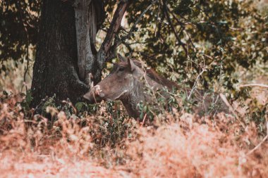 Vahşi yaşam belgeselleri ve doğa meraklıları için Kruger Ulusal Parkı 'nın yoğun yeşilliklerine karışan bir yaban domuzunun detaylı bir görüntüsü bu eşsiz hayvanların kamuflajlarını ve yaşam alanlarını gözler önüne seriyor.