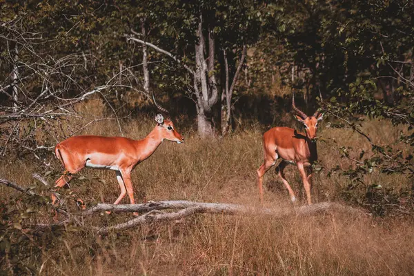 stock image Two graceful antelopes walk through the lush greenery of Zimbabwe's wilderness, capturing the essence of the African savannah and the elegance of wildlife in their natural habitat.