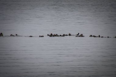 Alaska okyanusunda birlikte yüzen bir su samuru ailesinin sakin bir görüntüsü. Vahşi yaşam belgeselleri, doğa filmleri ve su samurları hakkında eğitici videolar için mükemmel..