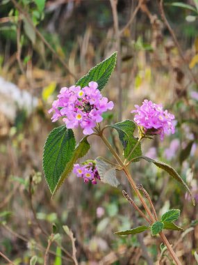Bahçedeki pembe çiçekler