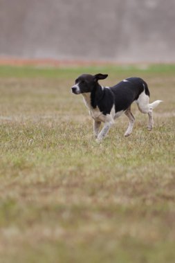 Köpek yarışında koşan köpek