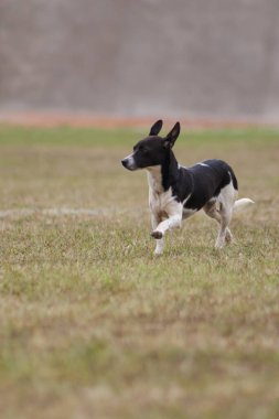 Siyah köpek Jack Russell Terrier tarlada koşuyor.