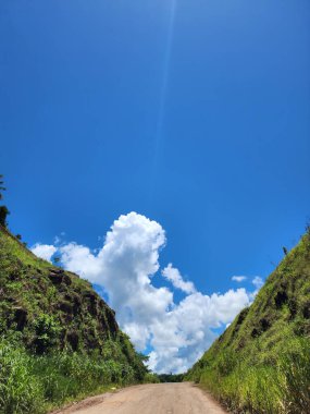 Ormanda yeşil ağaçlar