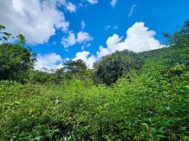 Ağacı ve dağı olan güzel bir manzara.