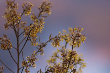 Dağ tepesinde bitki