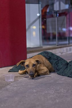 Köpek sokakta uyuyor.
