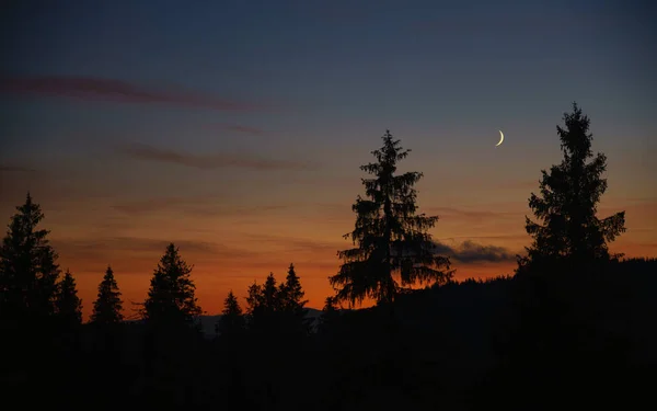 Uitzicht Maan Blauw Uur Zonsondergang Met Dennenboom Silhouet Met Kopieerruimte — Stockfoto