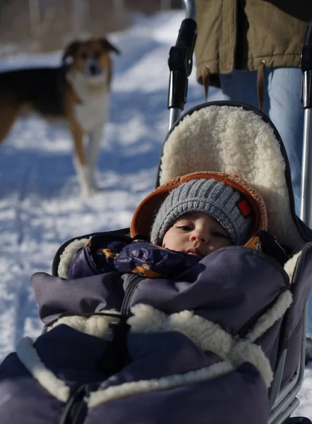 Baby boy in snow sled and dog in background