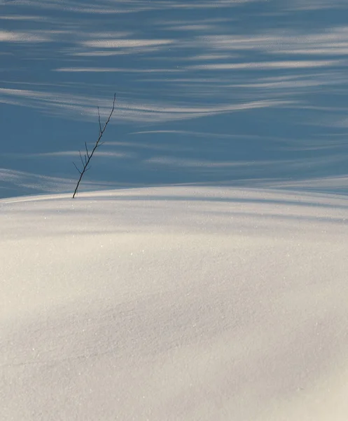 Вид Ветки Снегу Восковыми Тенями Фоне Копировальным Пространством — стоковое фото