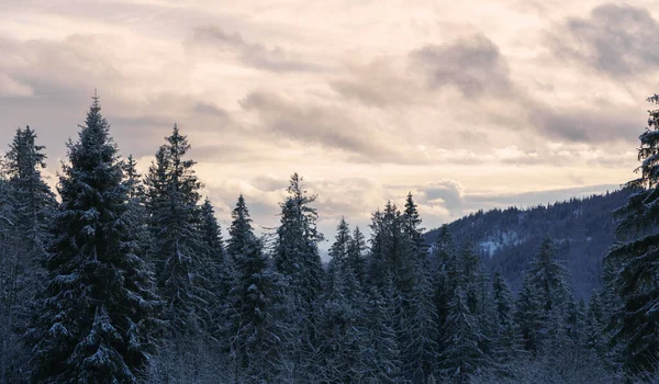 ウクライナの曇りの空と雪の松の森の景色 — ストック写真