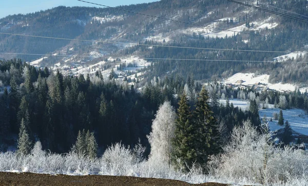 Pinos Congelados Temprano Mañana Las Montañas Los Cárpatos Oeste Ucrania — Foto de Stock