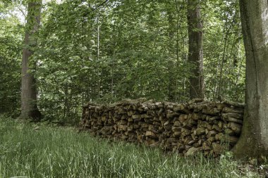 Organic beech wood in a pile in the forest, Denmark, May 25, 2020 clipart