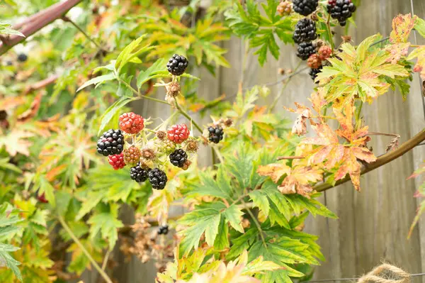 stock image ripe blackberries on a green background of leaves, Denmark, September 1, 2024