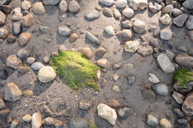 Kum ve taşlarla sığ sularda yeşil organik alg çiçek açar, Danimarka, 8 Mayıs 2025