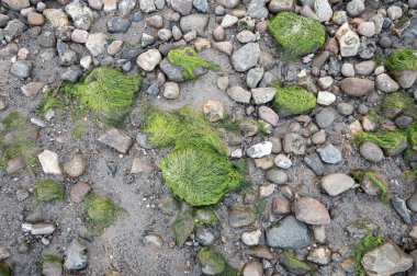 Kum ve taşlarla sığ sularda yeşil organik alg çiçek açar, Danimarka, 8 Mayıs 2025