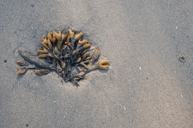 8 Mayıs 2025 'te Danimarka sahilinde bir avuç palavracı yatıyordu.