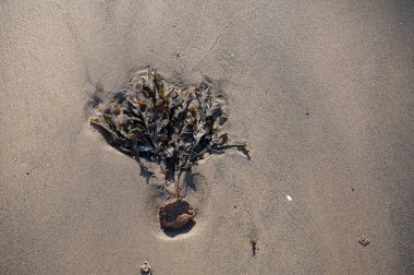 8 Mayıs 2025 'te Danimarka sahilinde bir avuç palavracı yatıyordu.