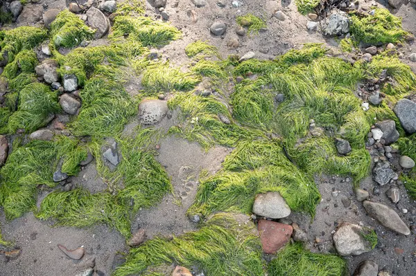 Kum ve taşlarla sığ sularda yeşil organik alg çiçek açar, Danimarka, 8 Mayıs 2025