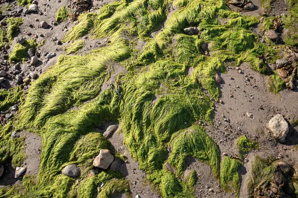 Kum ve taşlarla sığ sularda yeşil organik alg çiçek açar, Danimarka, 8 Mayıs 2025