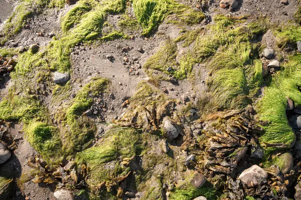 Kum ve taşlarla sığ sularda yeşil organik alg çiçek açar, Danimarka, 8 Mayıs 2025