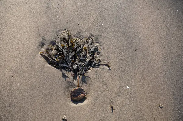 8 Mayıs 2025 'te Danimarka sahilinde bir avuç palavracı yatıyordu.