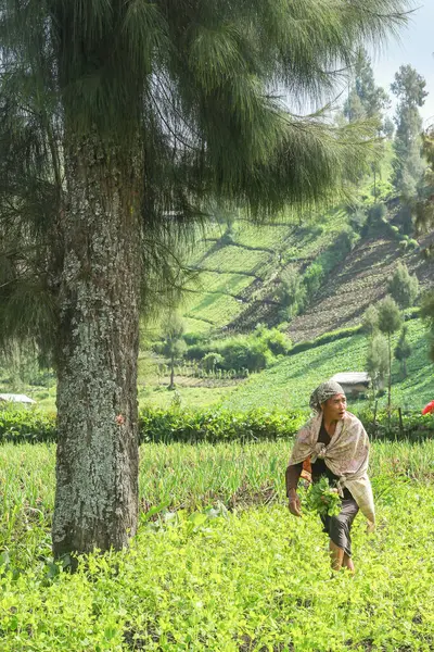 Tengger Malang 'da, Doğu Java Endonezya' da çiftçiler 19 Haziran 2024 'te tarlalarda çalışıyorlar.