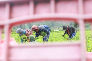 Tengger Malang 'da, Doğu Java Endonezya' da çiftçiler 19 Haziran 2024 'te tarlalarda çalışıyorlar.