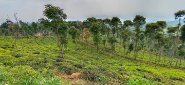 Geniş çay bahçeleri ve yeşil ağaçlar.
