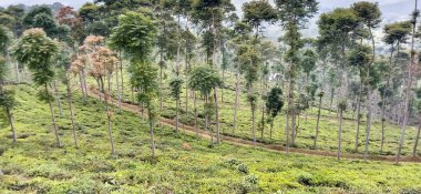 Geniş çay bahçeleri ve yeşil ağaçlar.