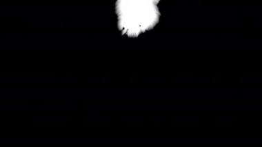 Siyah mürekkep rorschach etkisi soyut arkaplan sanatsal akış sıçrama lekeleri beyaz kağıtlar güzel damlayan çizgiler serpiştirilmiş sıvı mürekkep alfa matte izole edilmiş suluboya mürekkep damlaları geçiş