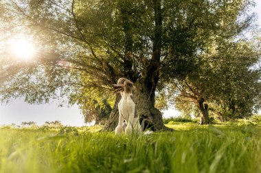 Yazın açık havada kahverengi beyaz bir erkek kanişin portresi.