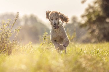 Yazın açık havada kahverengi beyaz bir erkek kanişin portresi.