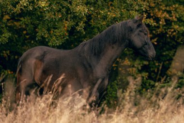 Sonbahar ormanı manzarasının önünde bir kabardin atı