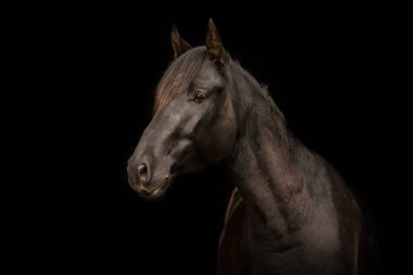 Black shot portrait of a young black kabardinian horse clipart