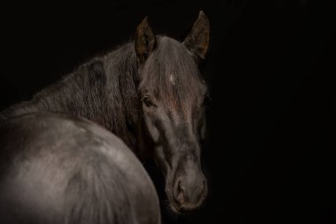 Black shot portrait of a young black kabardinian horse clipart