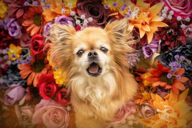 Renkli bir çiçeğin önünde yaşlı bir Chihuahua köpeği.
