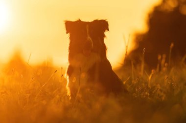 Bir Mini Avustralyalı köpek yazın gün batımında yaban çiçekleri çayırında