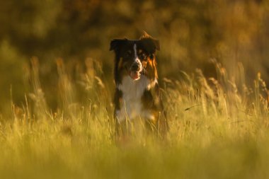 Bir Mini Avustralyalı köpek yazın gün batımında yaban çiçekleri çayırında