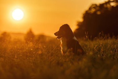 Bir Mini Avustralyalı köpek yazın gün batımında yaban çiçekleri çayırında