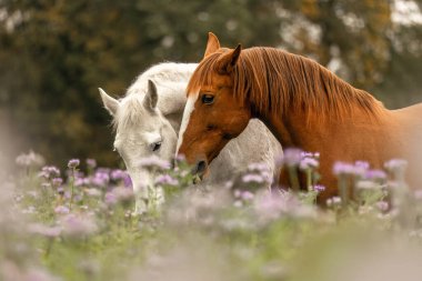 Kestane rengi bir Lusitano ve beyaz bir İspanyol atı sonbaharda kır çiçeklerinin olduğu bir çayırda.