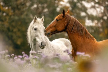 A chestnut brown lusitano and a white spain horse on a wildflower meadow in autumn outdoors clipart