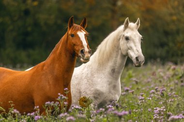 A chestnut brown lusitano and a white spain horse on a wildflower meadow in autumn outdoors clipart