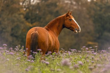 Güzel bir kestane rengi Lusitano, sonbahar çiçek tarlasında hadım ediliyor.